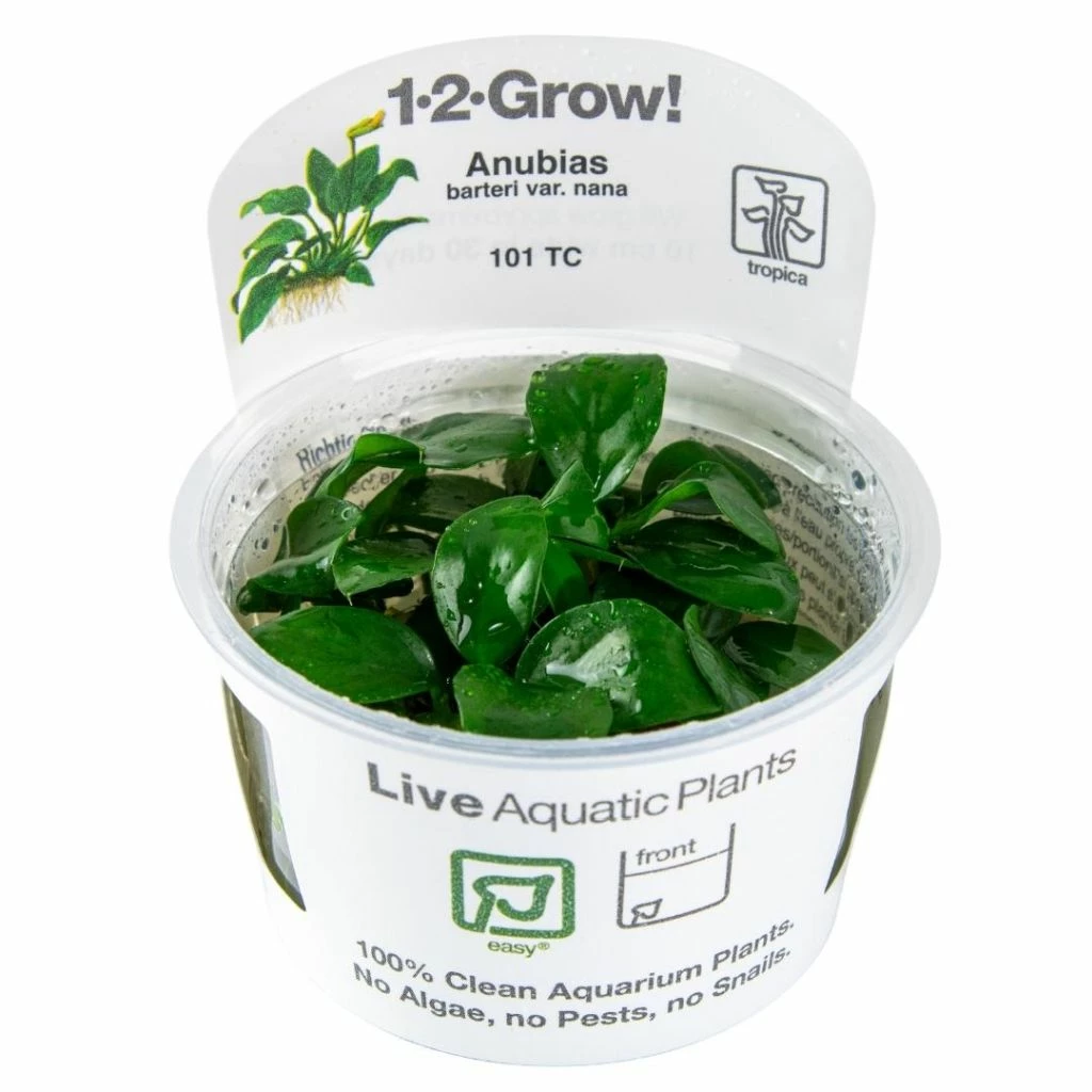 1-2-GROW! Zwergspeerblatt im Aquarium