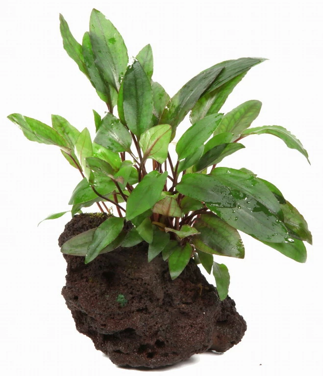 Cryptocoryne petchii auf Lavastein