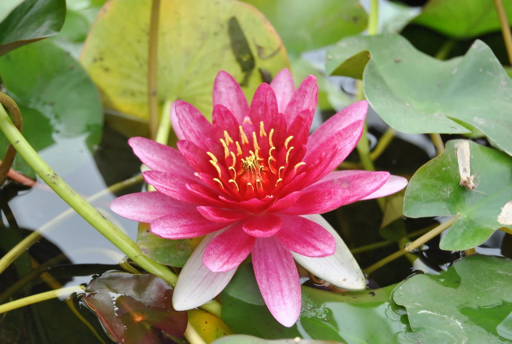 Rote Zwerg-Seerose Nymphaea pygmaea Rubra