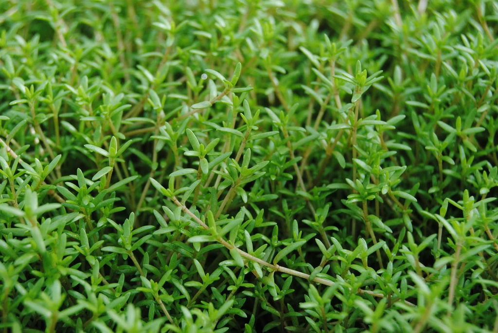 Nadelkraut weiß im 9x9 cm Topf