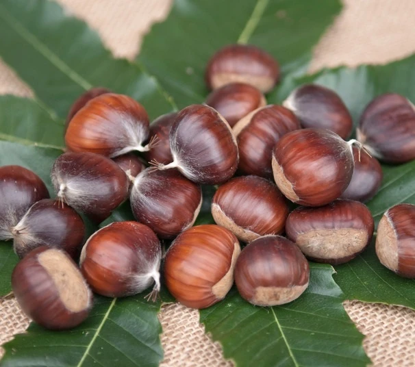 Ecker 1 Esskastanienbaum mit reifen Früchten