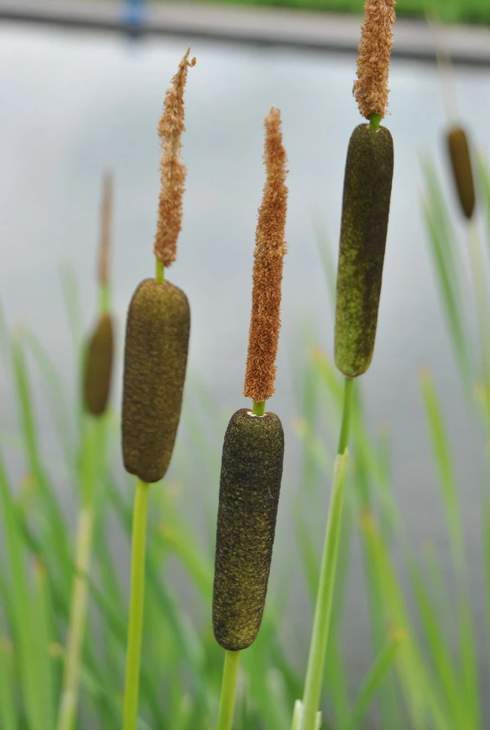 Typha gracilis im 9x9 cm Topf