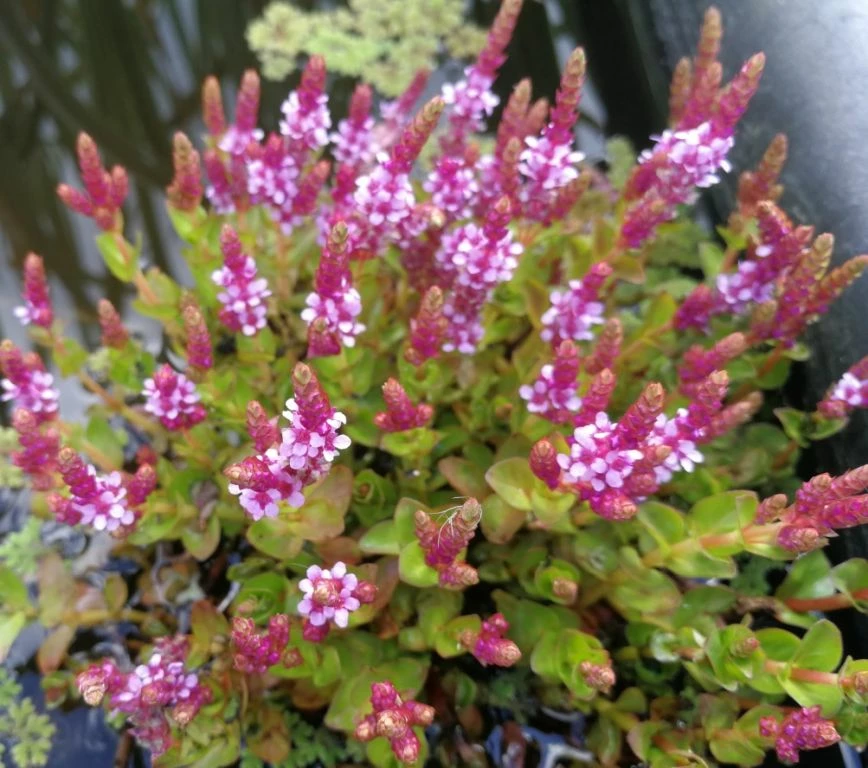 Kleinblättrige Rotala im Topf