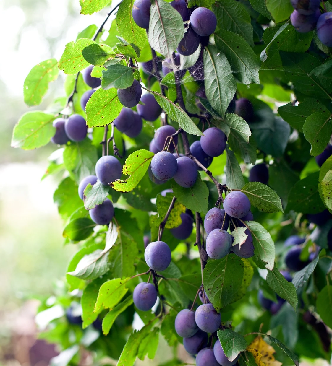 Pogauner Wildpflaumen am Baum