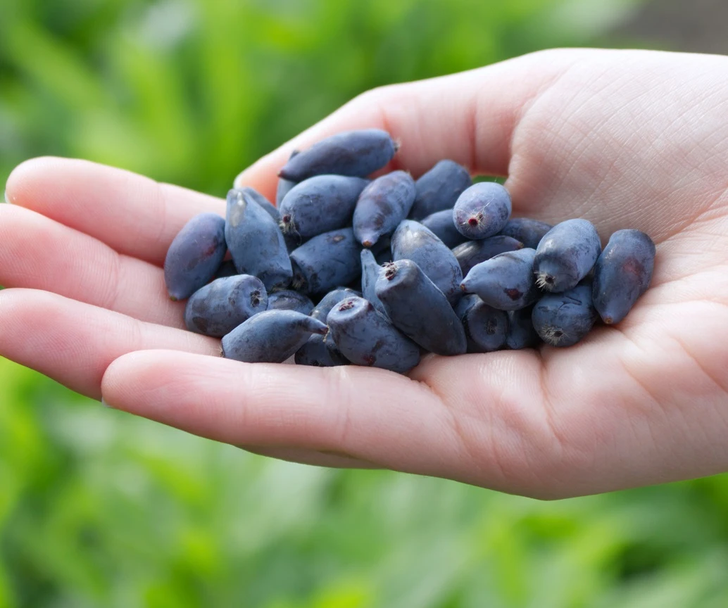 Maibeere Altaj Pflanze mit Früchten