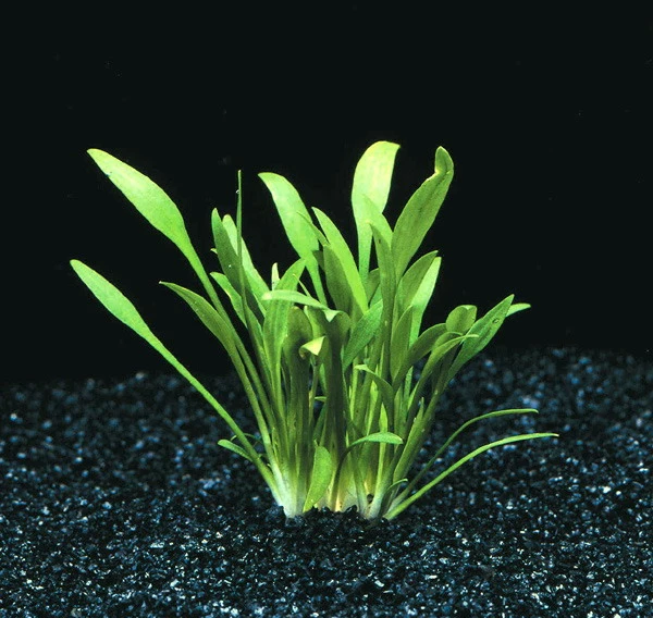 XL In-Vitro Zwerg-Wasserkelch Cryptocoryne Parva