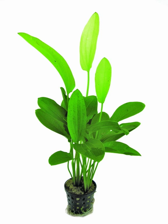 Dreifarbige Schwertpflanze im Aquarium