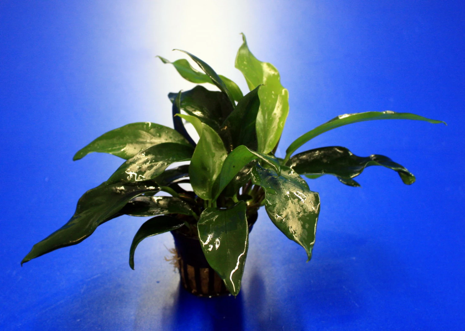 Kleines Speerblatt Anubias barteri var. glabra