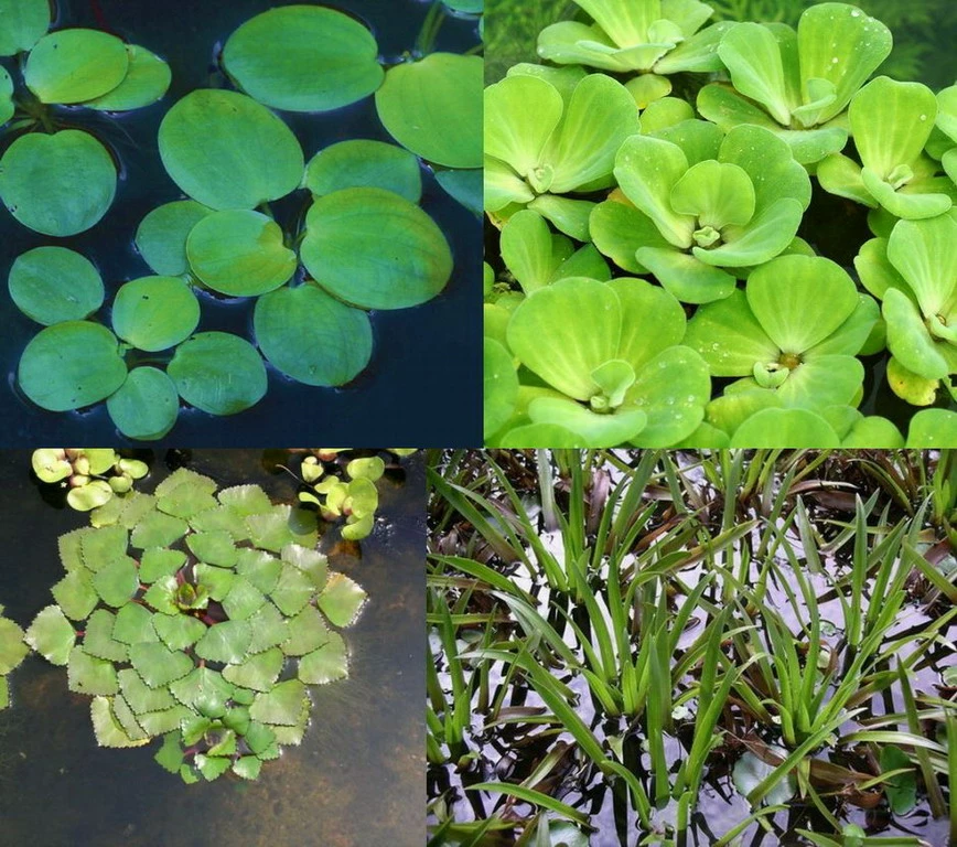 4er Set Muschelblume, Froschbiss, Wassernuss & Krebsschere