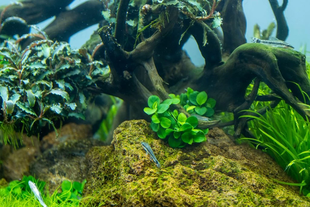 Anubias Barteri Mini Coin Aquarienpflanze