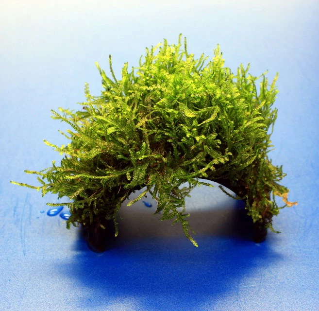 Moos-Brücke Aus Kokosnuss Mit Javamoos Bewachsen