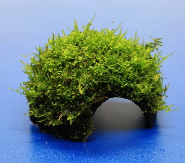 Moos-Höhle mit Javamoos bewachsen