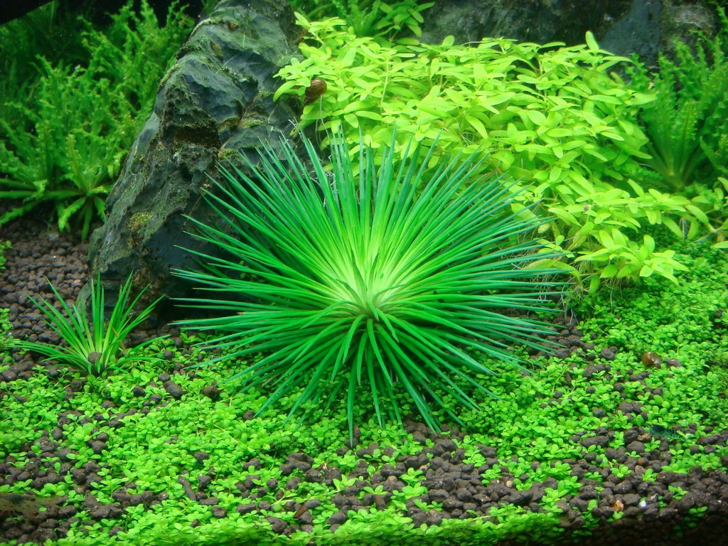 Eriocaulon Vietnam Aquarienpflanze