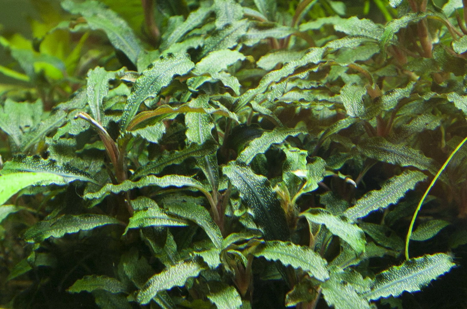 Bucephalandra sp.'Red' im Topf