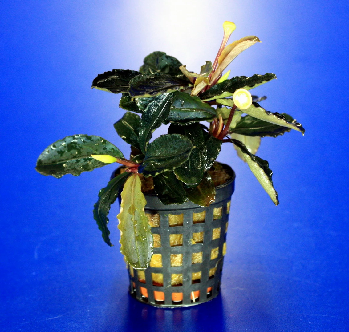Bucephalandra Theia Green Blue im Topf