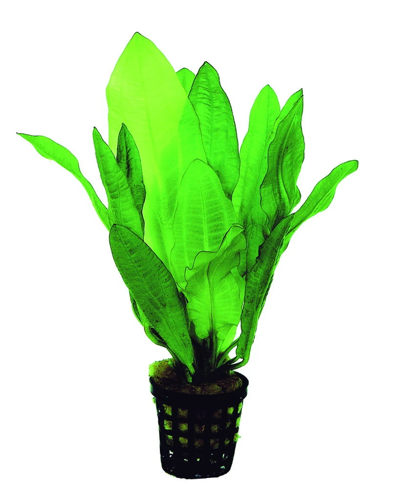 Gewelltblättrige Schwertpflanze im Aquarium