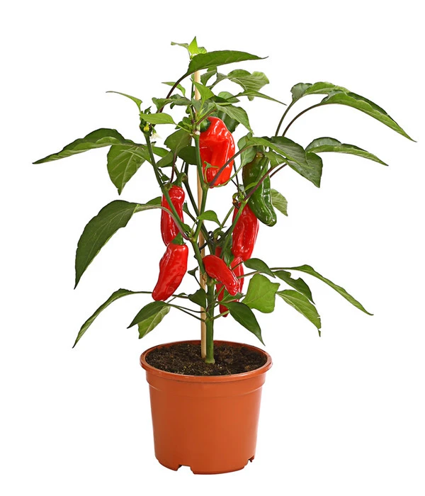 Pick-a-Pep Snackpaprika mit reifen Früchten