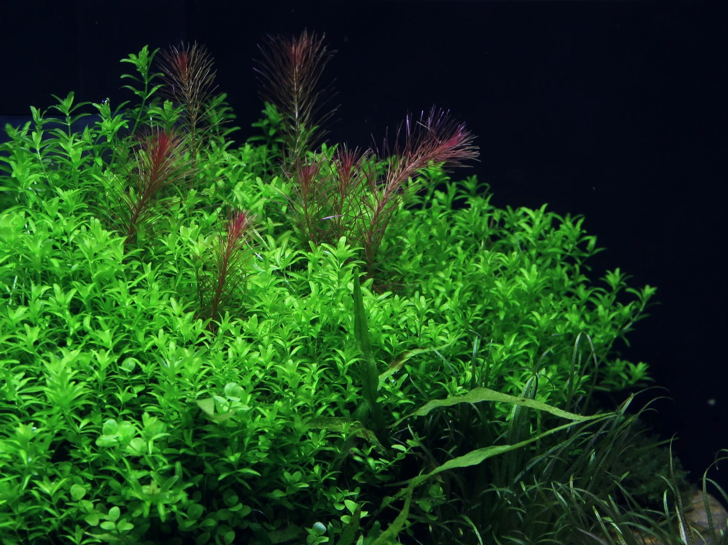 Hemianthus Glomeratus Aquarienpflanze