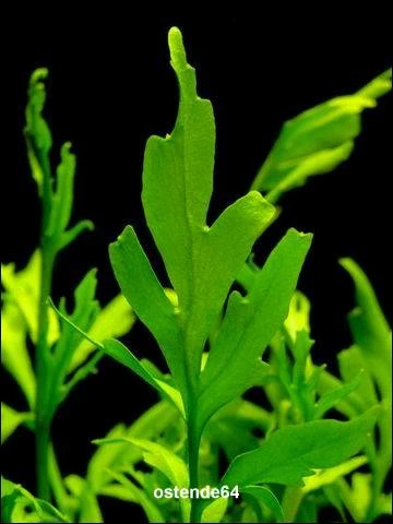 Feinblättriger Sumatrafarn im Aquarium