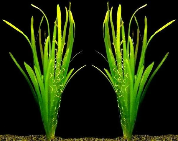 Riesenvallisneria im Aquarium