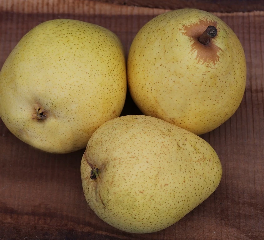 Säulenbirne Pirini Myway® im Kübel auf Terrasse