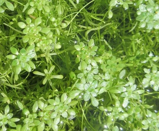 Sumpf-Wasserstern im 9x9 cm Topf