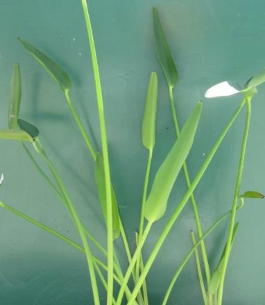 Riesenhechtkraut im blauen Blütenmeer