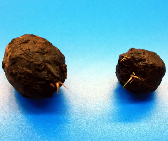 Roter Tigerlotus Knolle mit Austrieb