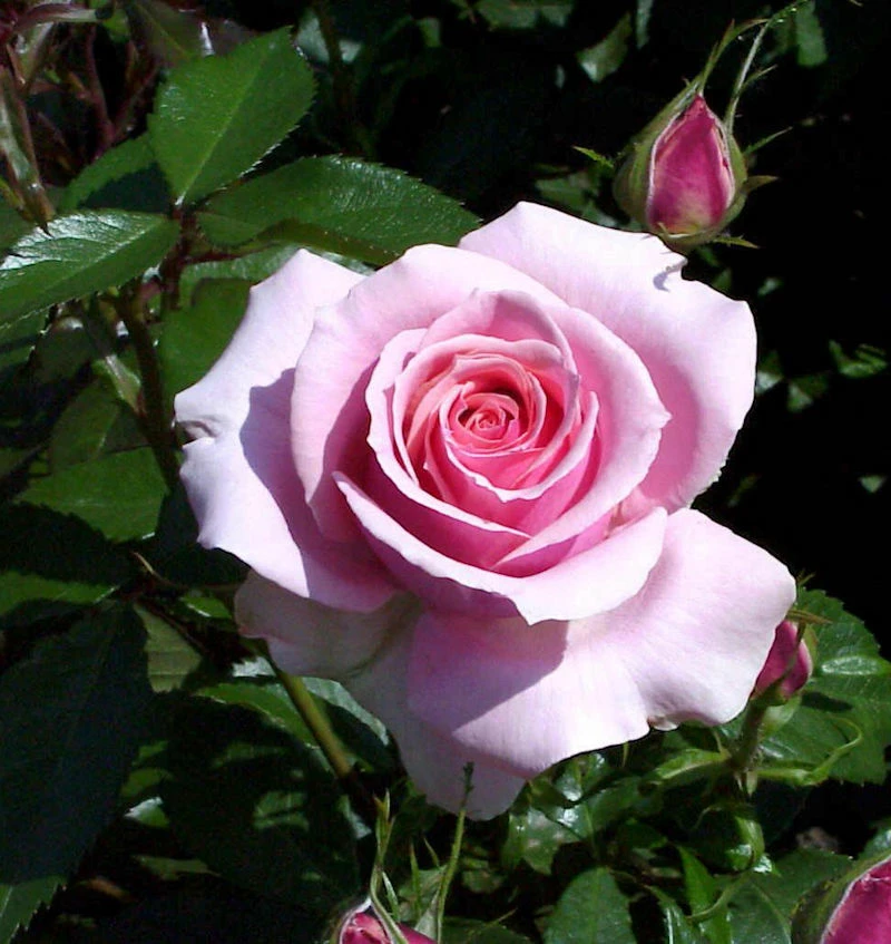 Floribundarose Poesie in voller Blüte