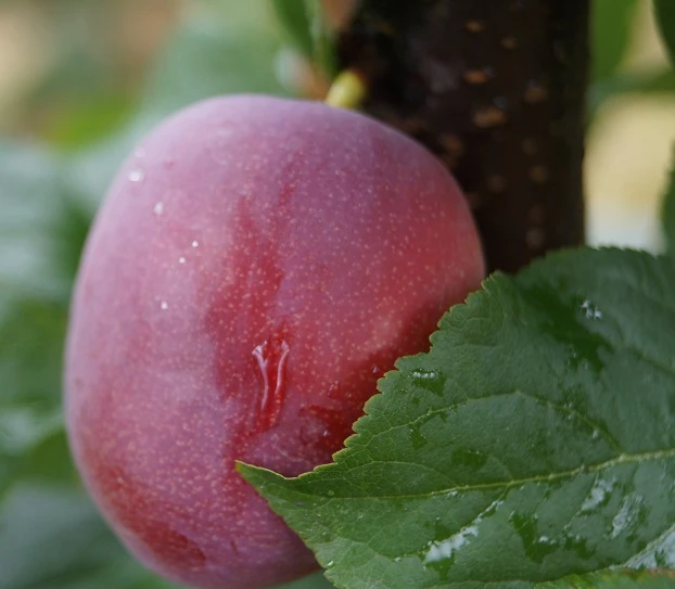Rote Säulen-Mirabelle Ruby