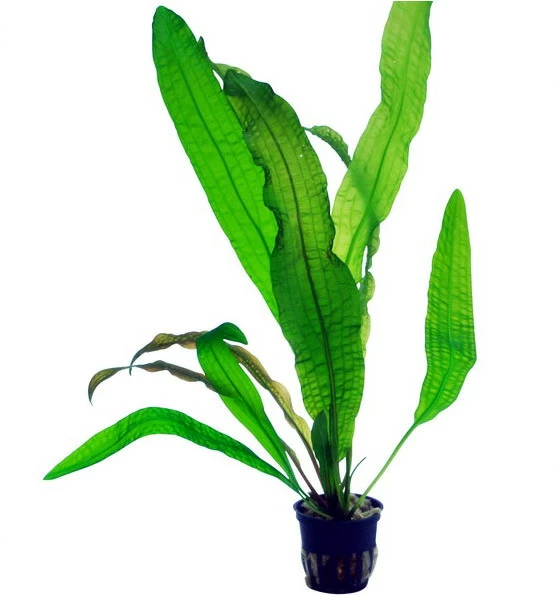 Große Genoppte Wasserähre im Aquarium