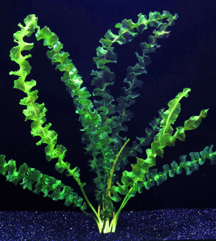 Stark gewellte Wasserähre im Aquarium