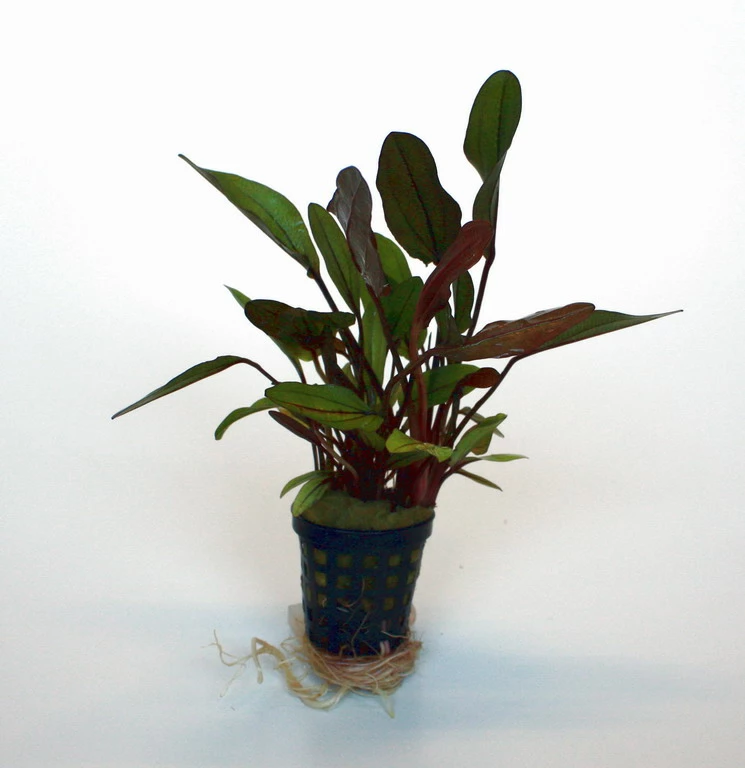 Altlandsberg Schwertpflanze im Aquarium