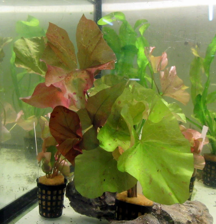 Daubenys Seerose im Aquarium