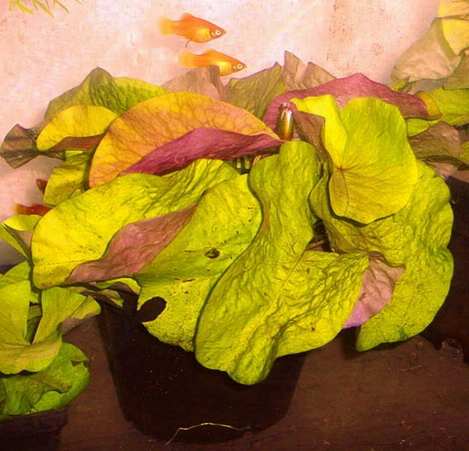 Nymphaea Minuta im Aquarium