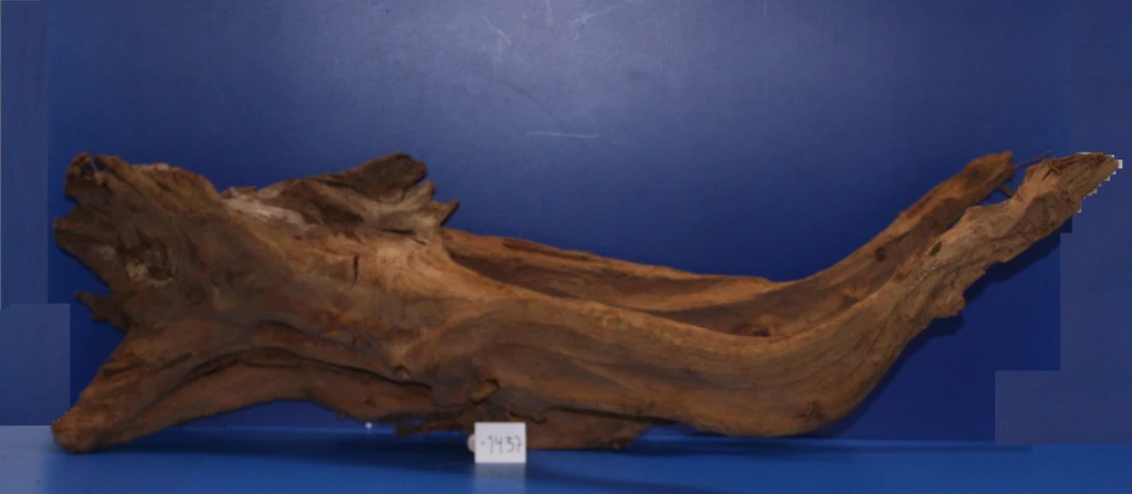 Mangroven-Wurzel Unikat