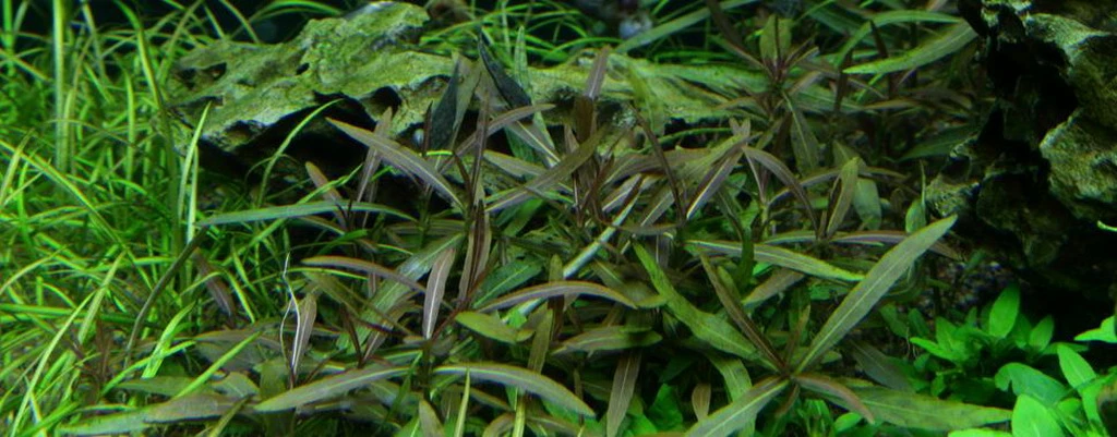 Hygrophila Araguaia im 1-2-GROW! Becher