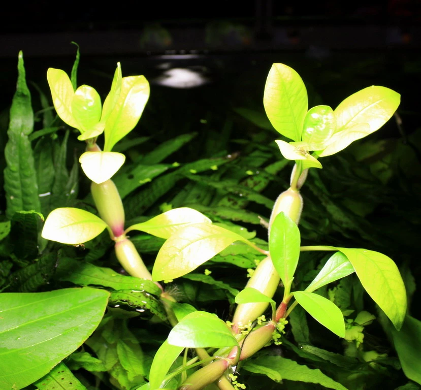Alternanthera aquatica mini im Aquarium
