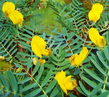 Wassermimose im Aquarium