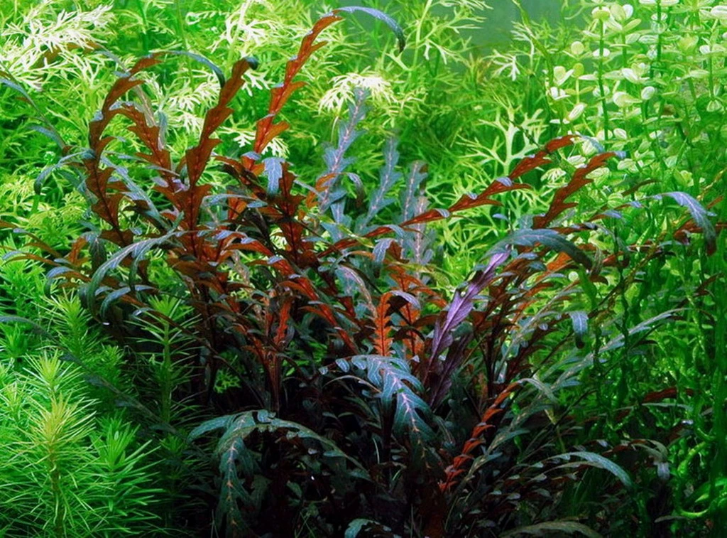 Hygrophila pinnatifida im Aquarium