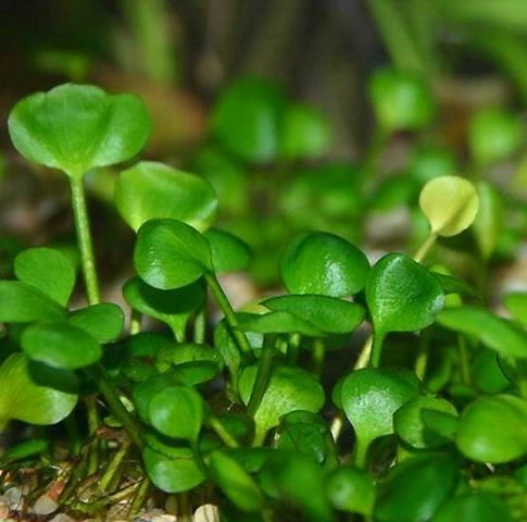 XL In-Vitro Zwergkleeblatt Marsilea Hirsuta
