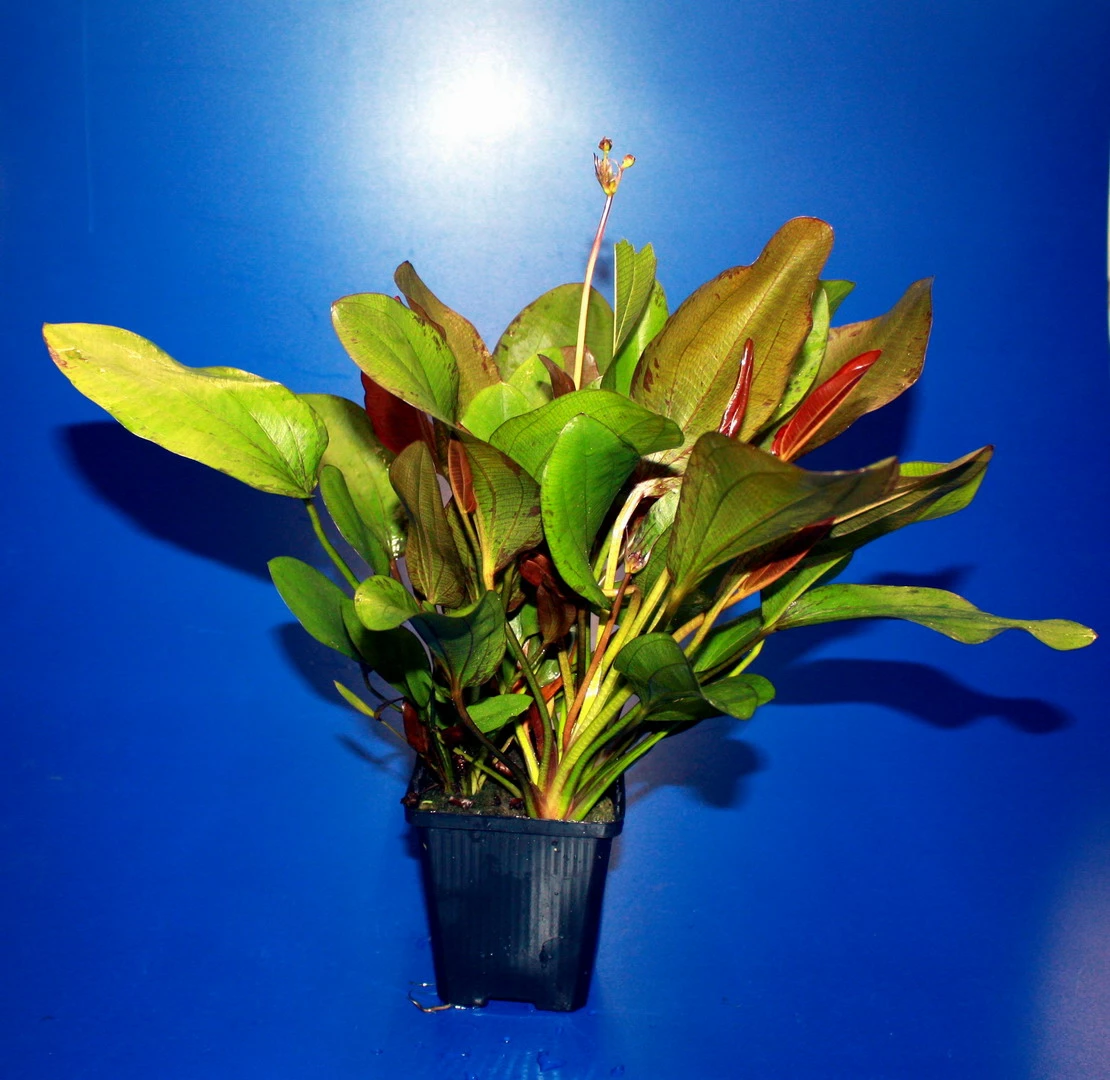 MUTTERPFLANZE Kleine Rote Schwertpflanze