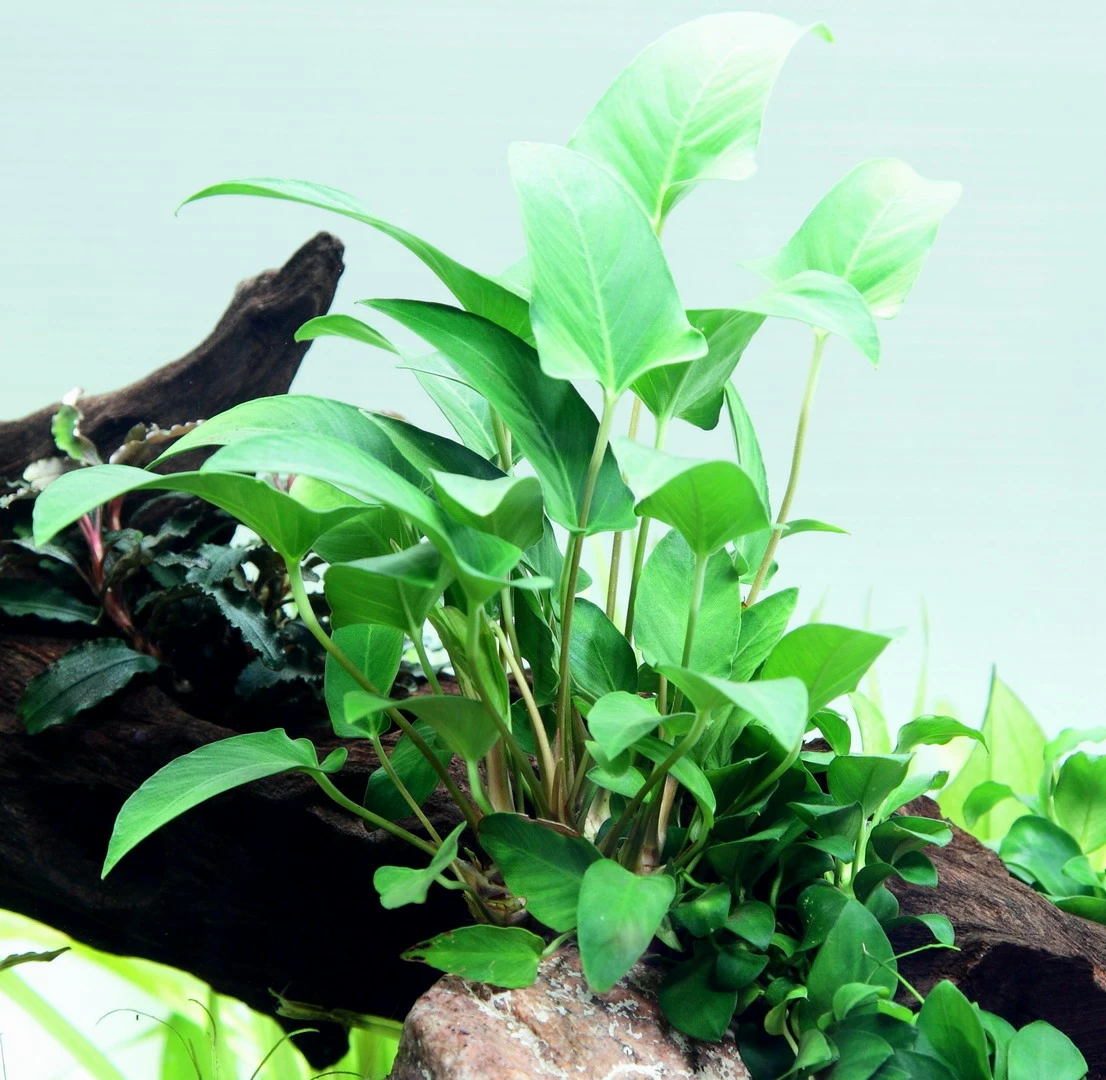 Anubias gracilis im Aquarium