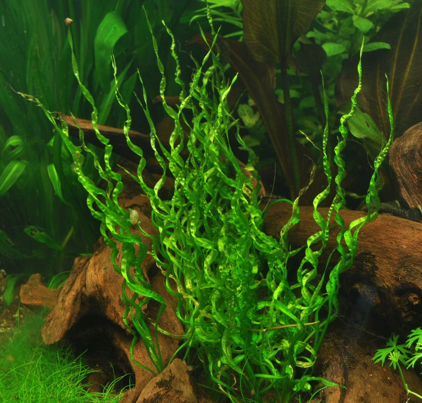 XL In-Vitro Korkenzieher Schwertpflanze Echinodorus Vesuvius