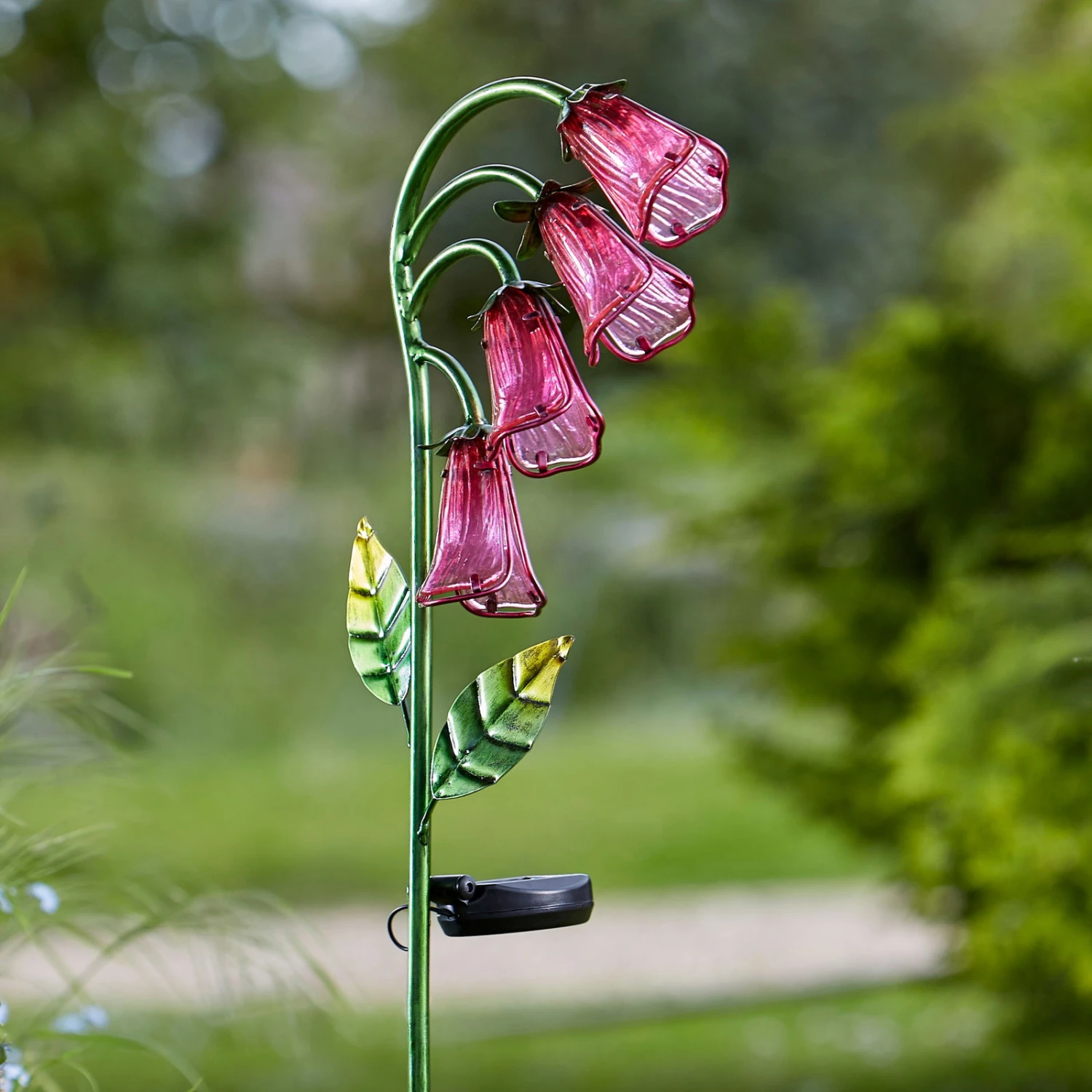 Solarblume Fingerhut im Abendlicht