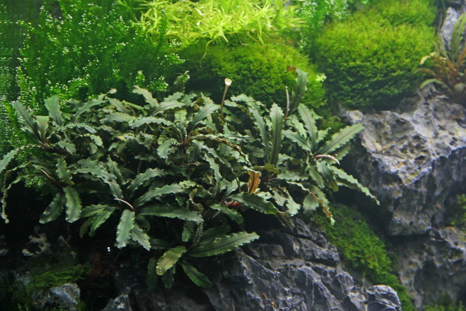 Bucephalandra Wavy Leaf im Topf