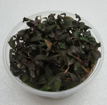 XL In-Vitro Dunkelroter Wasserknöterich