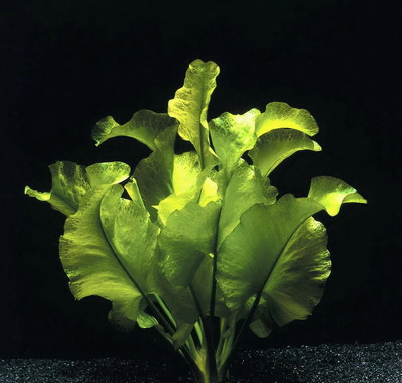 Japanische Teichrose Nuphar japonica