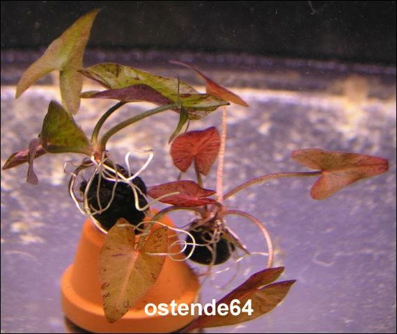 Grüner Tigerlotus im Aquarium