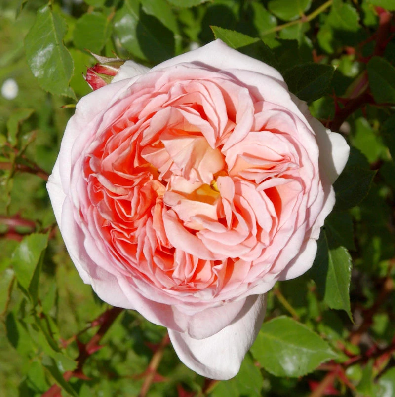 Englische Rose Abraham Darby